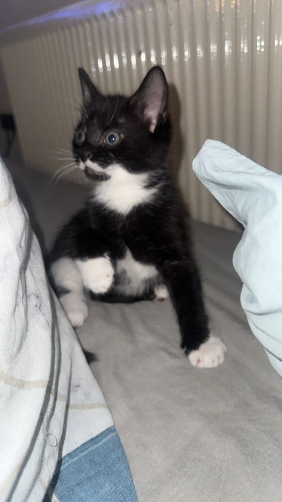 1 tuxedo kitten who love cuddles