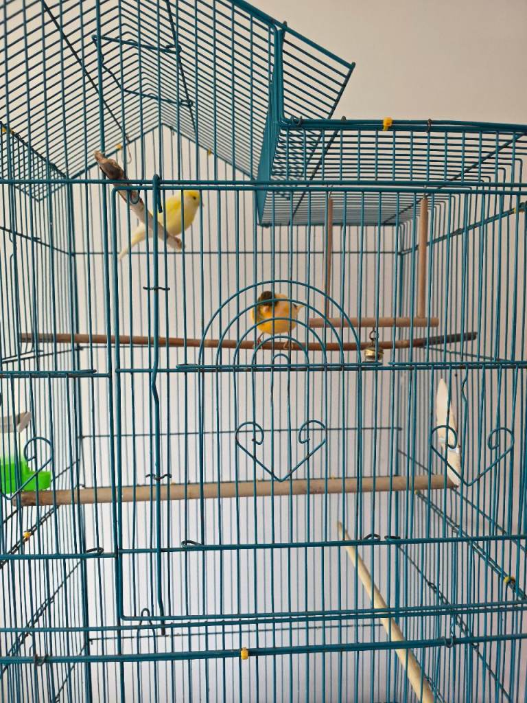 Two Lovely Canaries Looking for a New Home