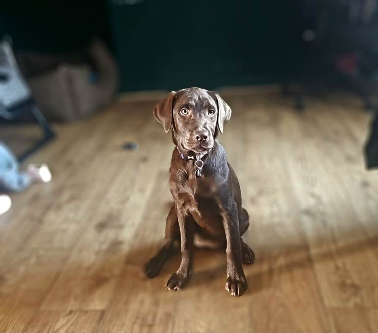 🤎 KC REG Beautiful Chocolate Labrador — 🤎
