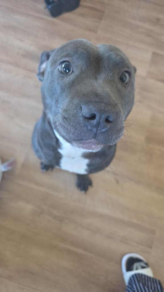 17 month old staffy puppy 
