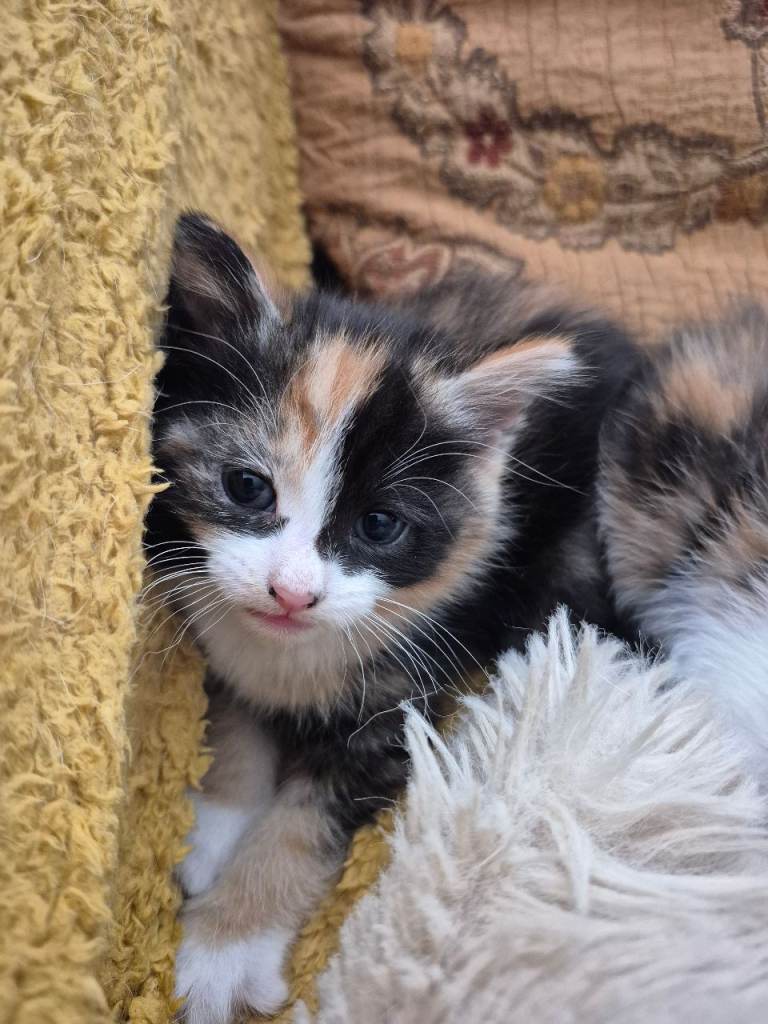 Kitten For Sale ( Portadown ) 