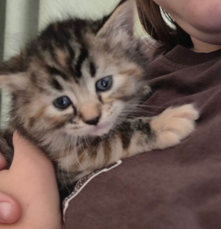 Kittens 