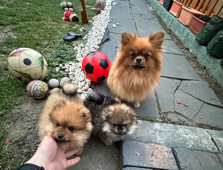 Puppy