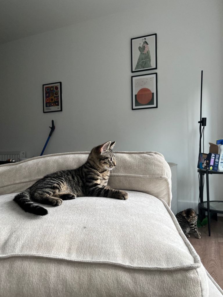 3 Beautiful Tabby Kittens