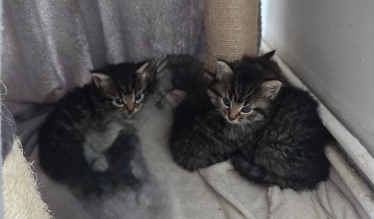 America wirehair tabby kittens for sale 