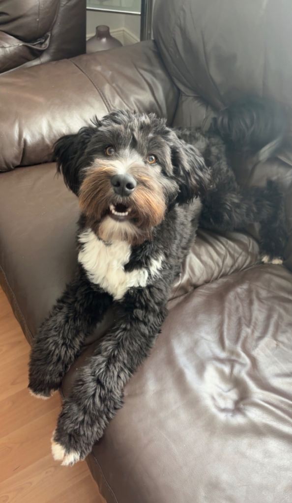 Cookapoo Dog