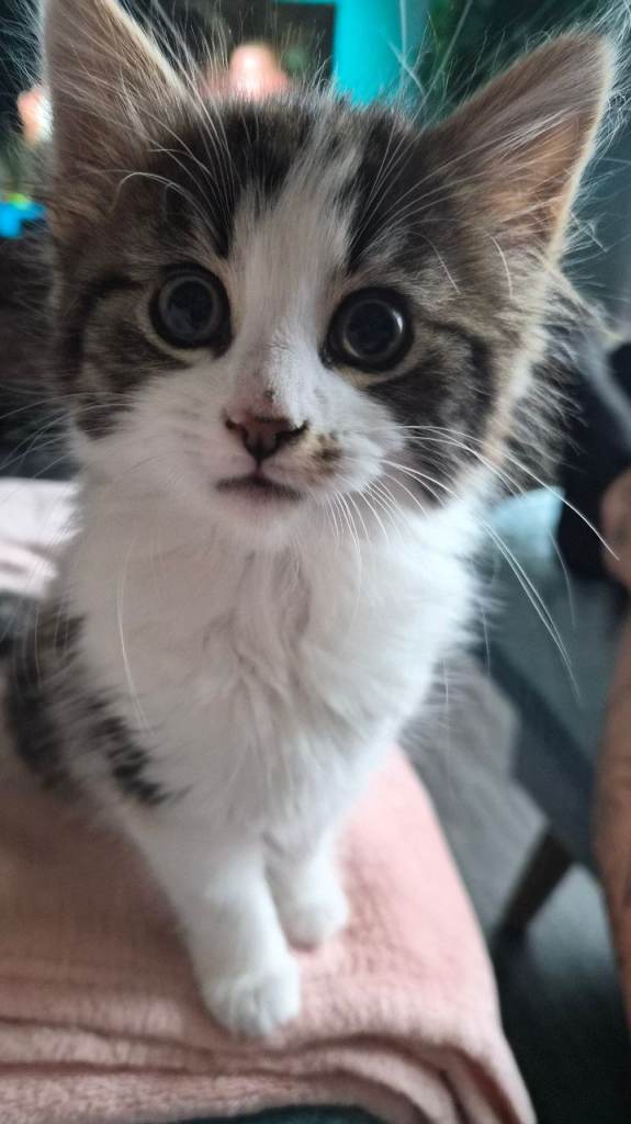 Norwegian Forest Cat X Kittens 