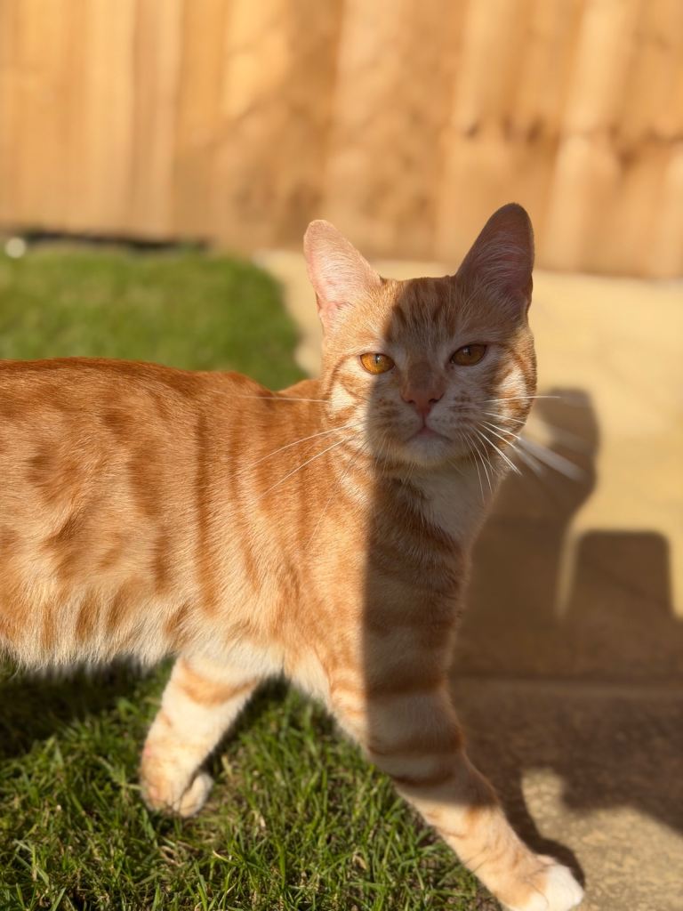 Ginger cat rehome 