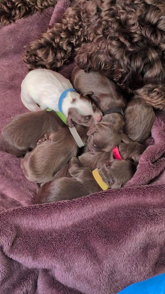 Cockapoo puppies