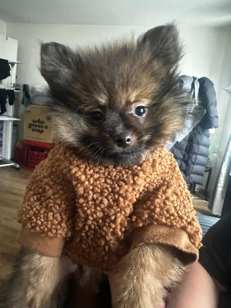 1 BEAUTIFUL POMERANIAN PUP‼️