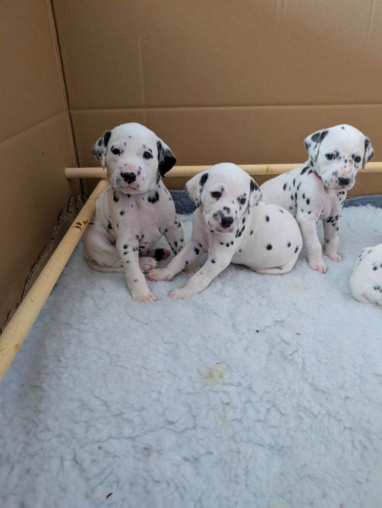 Dalmatian puppies 