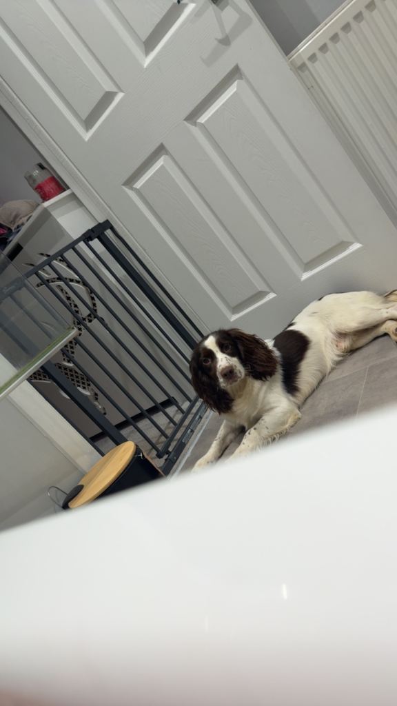 11 month old cocker spaniel 