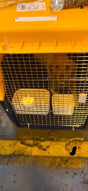 International pet travel Crate- Labradors(50lbs+)