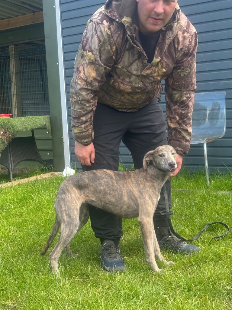 Whippet 