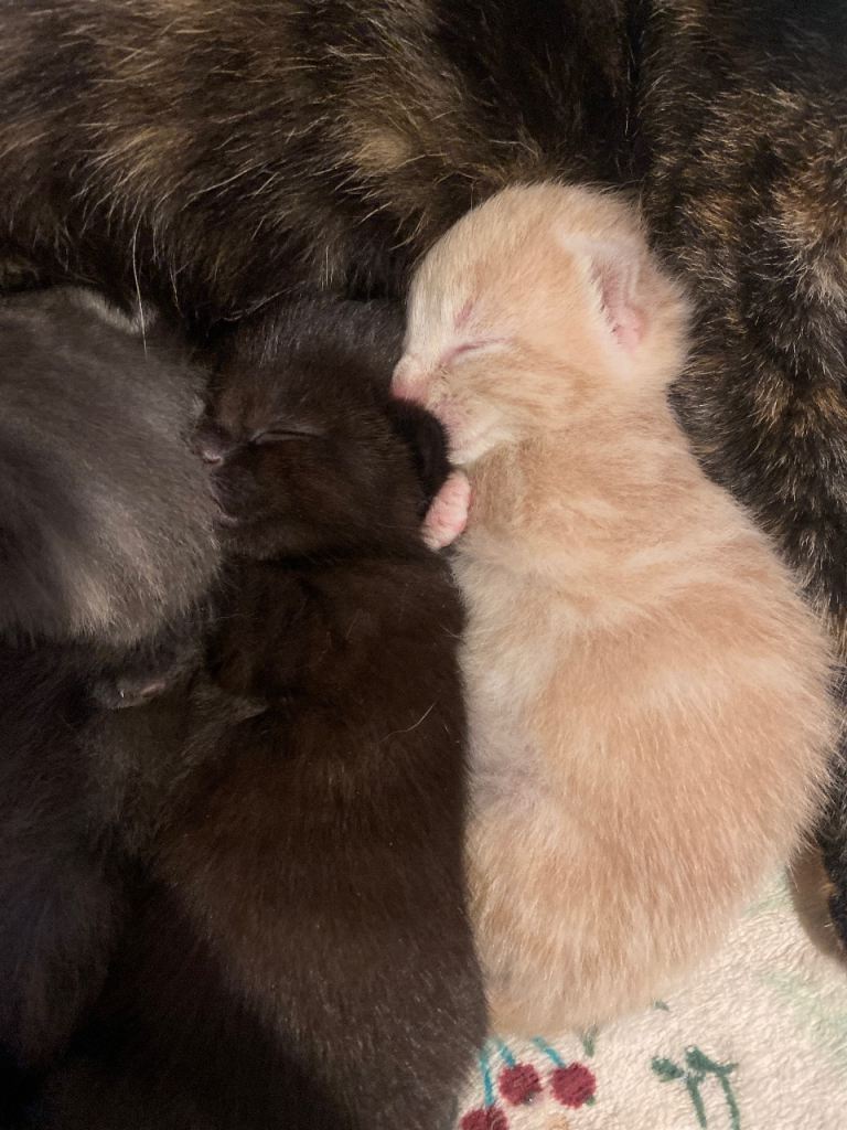 Beautiful kittens 