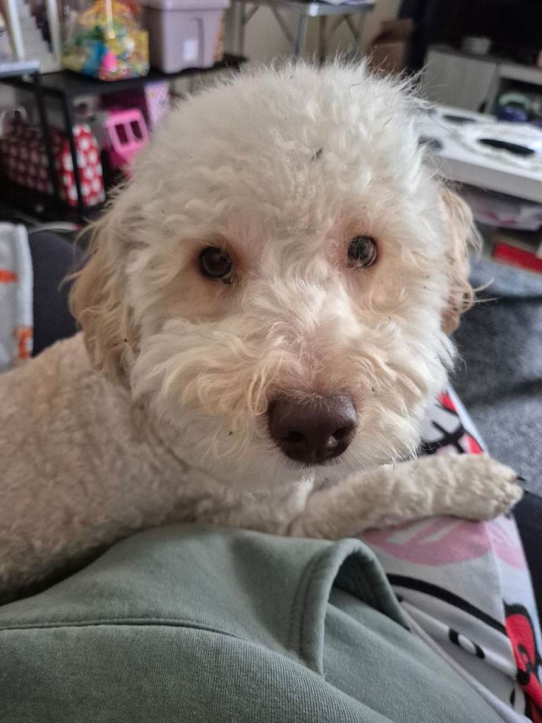 9 month old Cockapoo