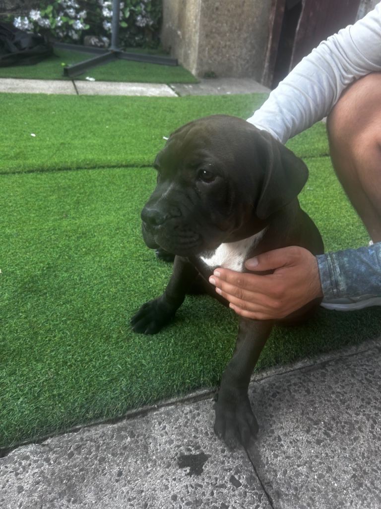cane corso 13 weeks