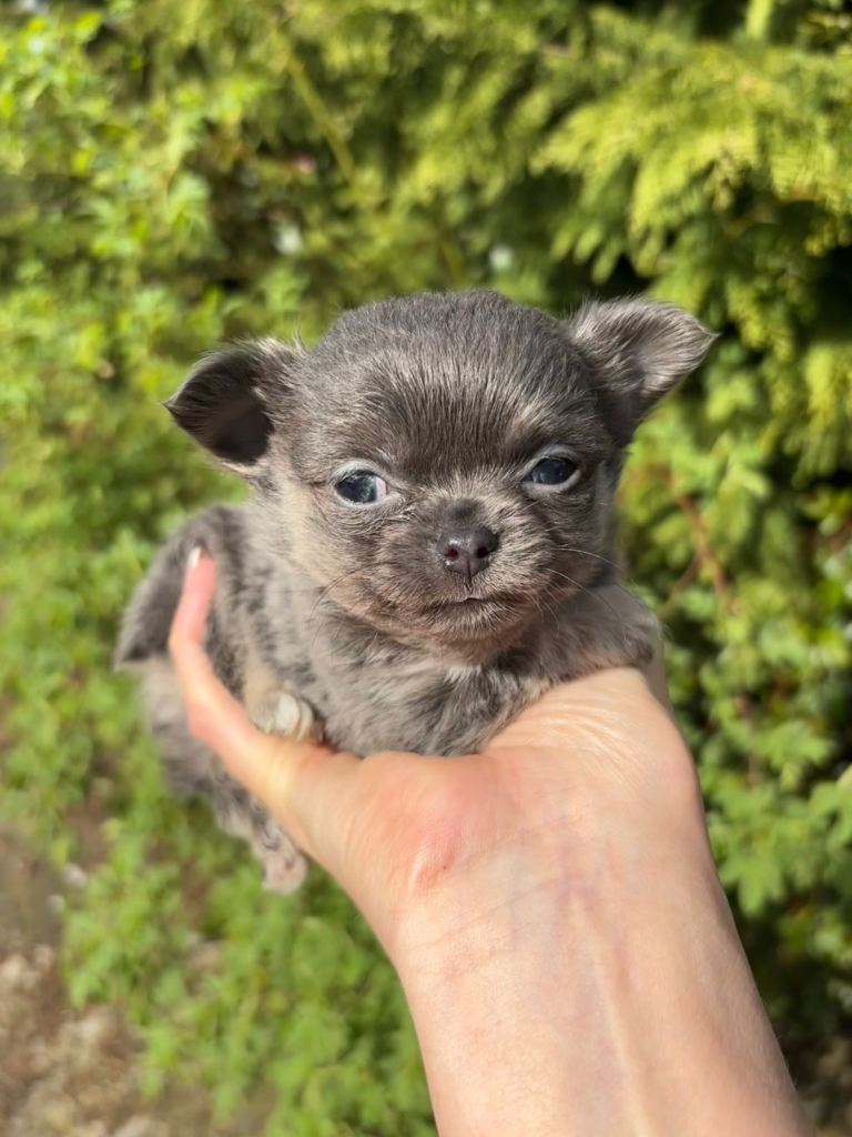 Longcoat Chihuahua Puppies