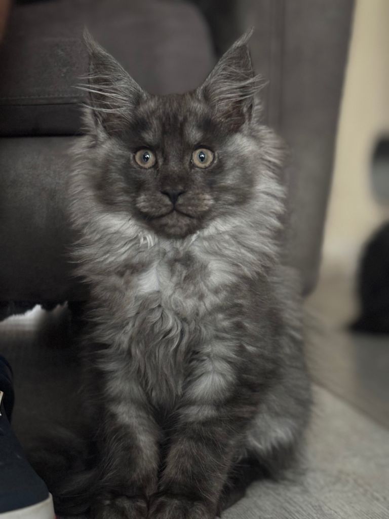 Black smoke male Maine Coon Kittens – Exceptional Russian Lines – Active TICA Registered ✨