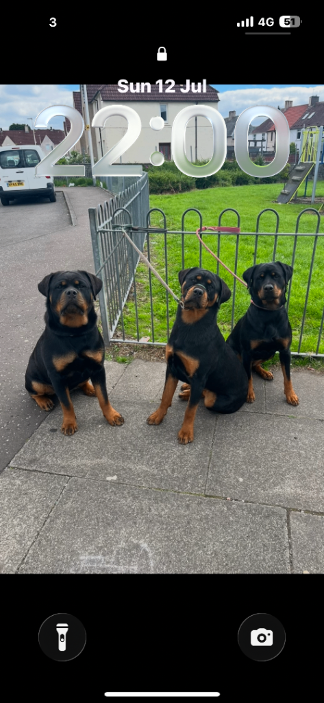 Rottweiler pup