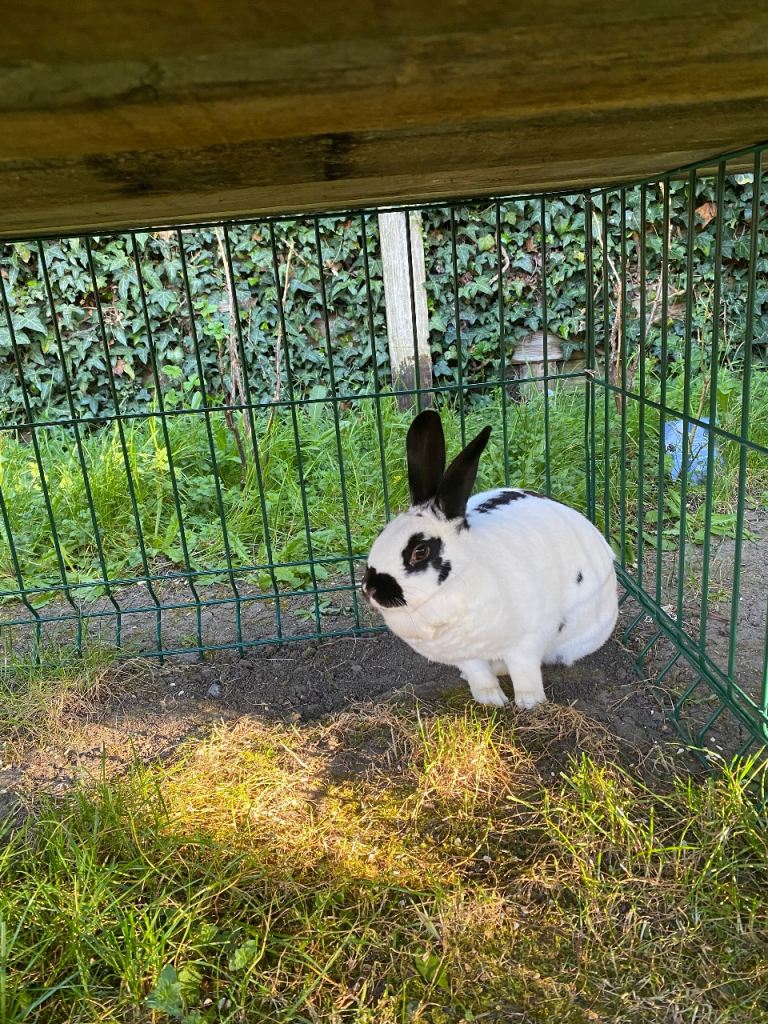 Adult female rabbit 