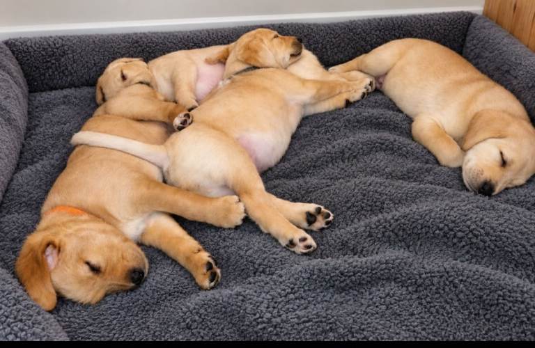 Labrador/Goldendoodle Puppies
