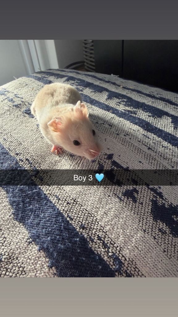 Baby Syrian Hamster’s