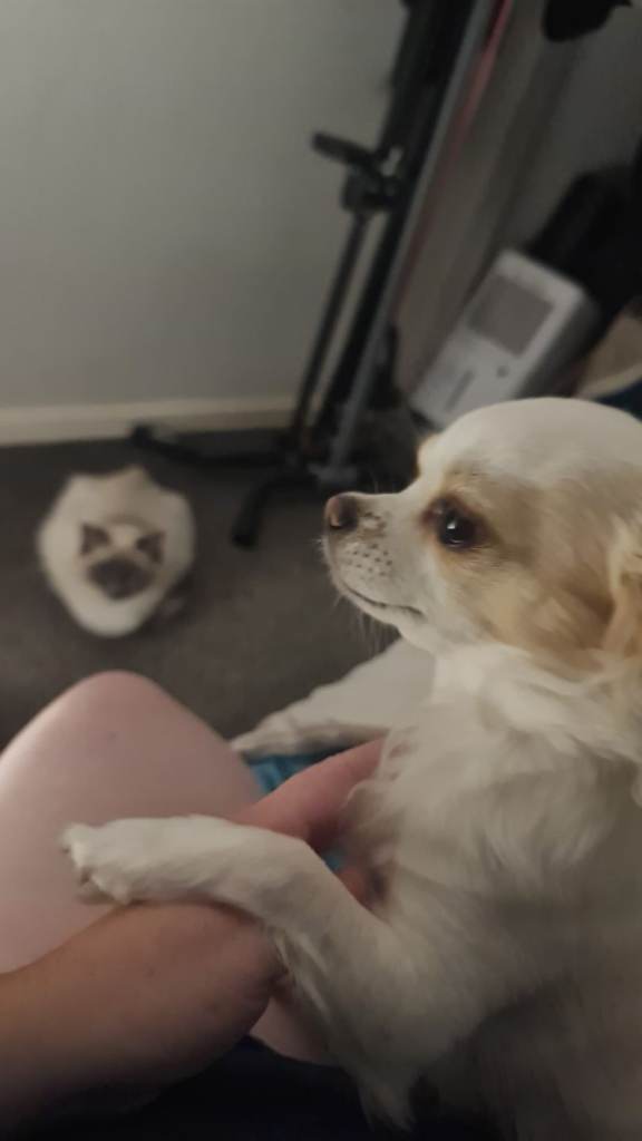 2 year old Chihuhaha 