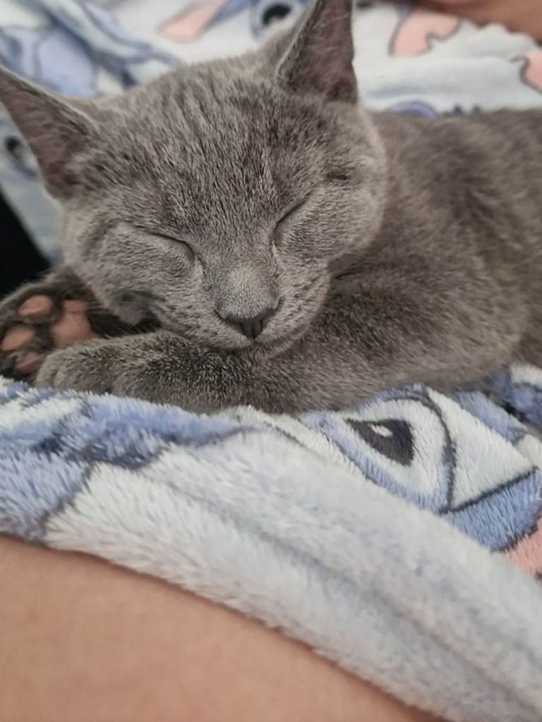 Russian Blue kitten 
