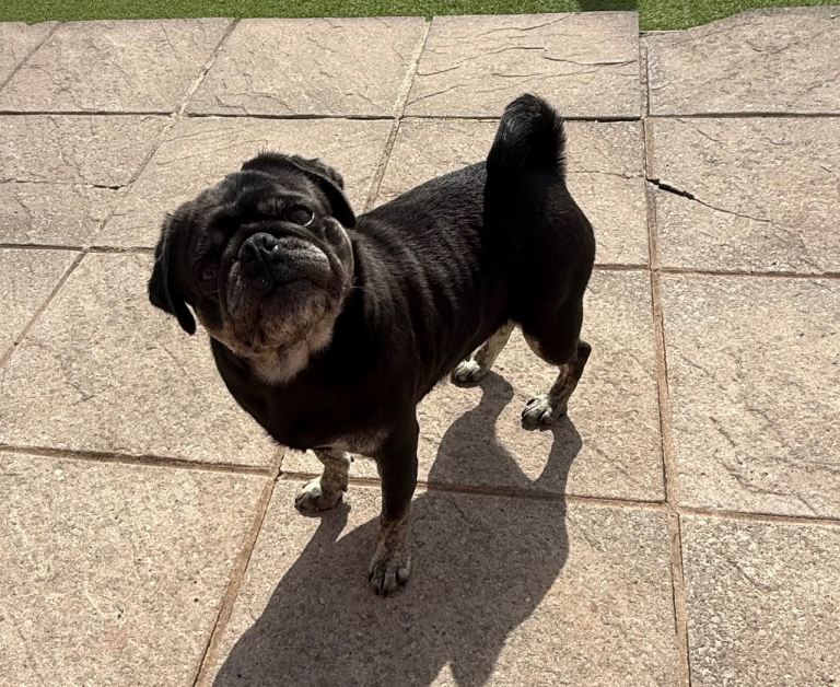 Stunning Blue and Tan KC REG Pug 