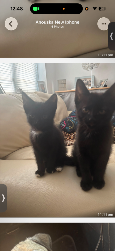 Kitten for sale 