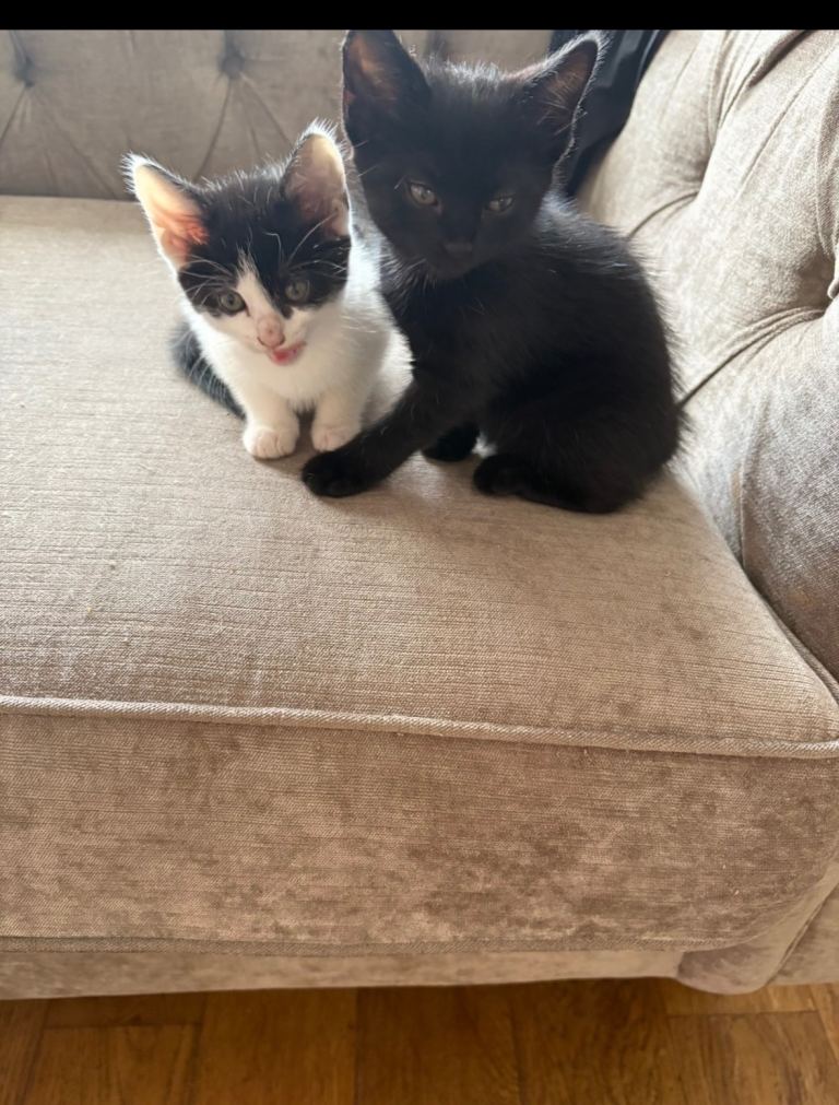 Kittens 