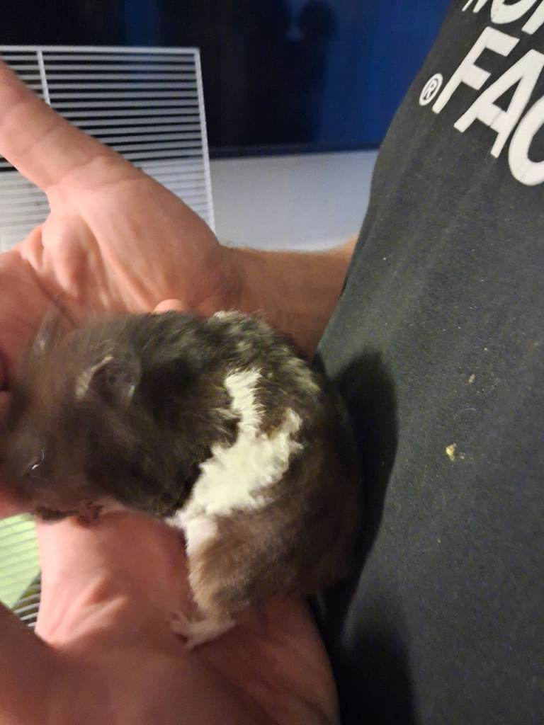 Hamster with cage and accessories 