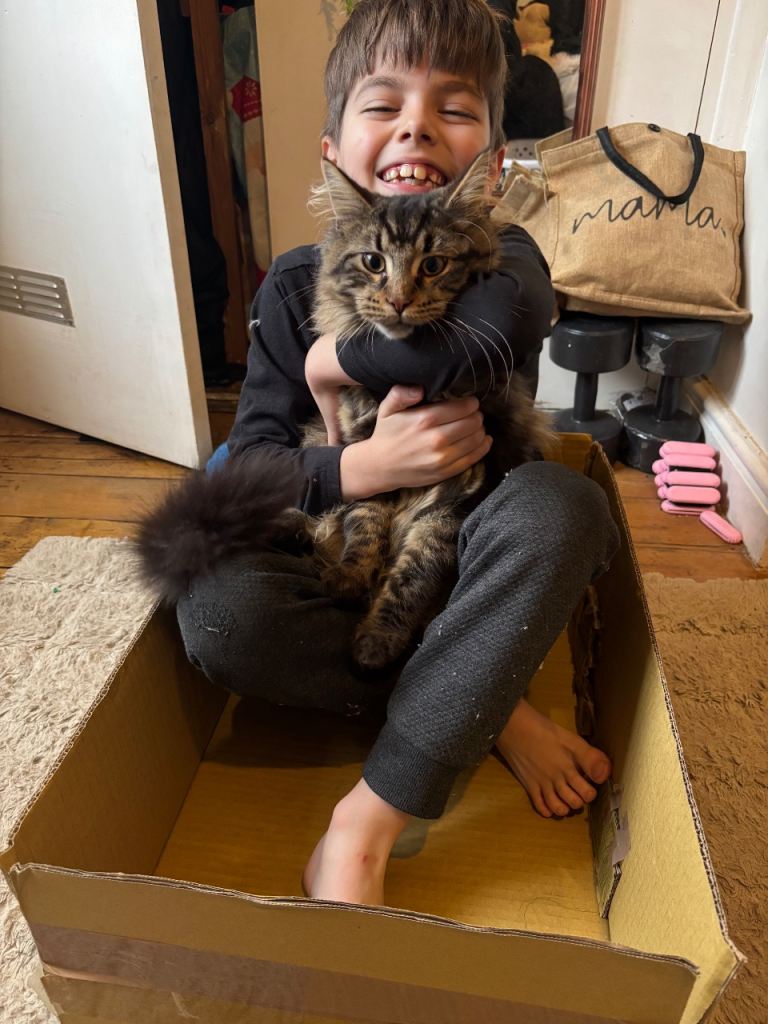 HUGE and BEAUTIFUL Maine coon kittens 