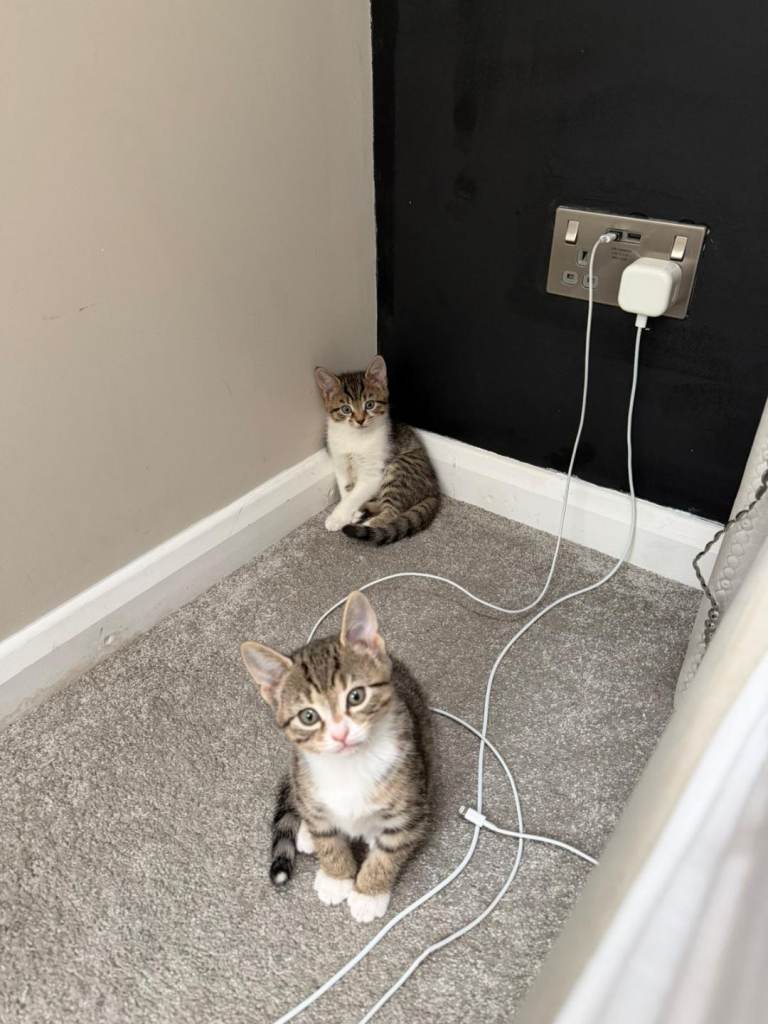 Kittens for sale