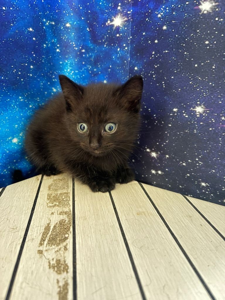 British shorthair mix