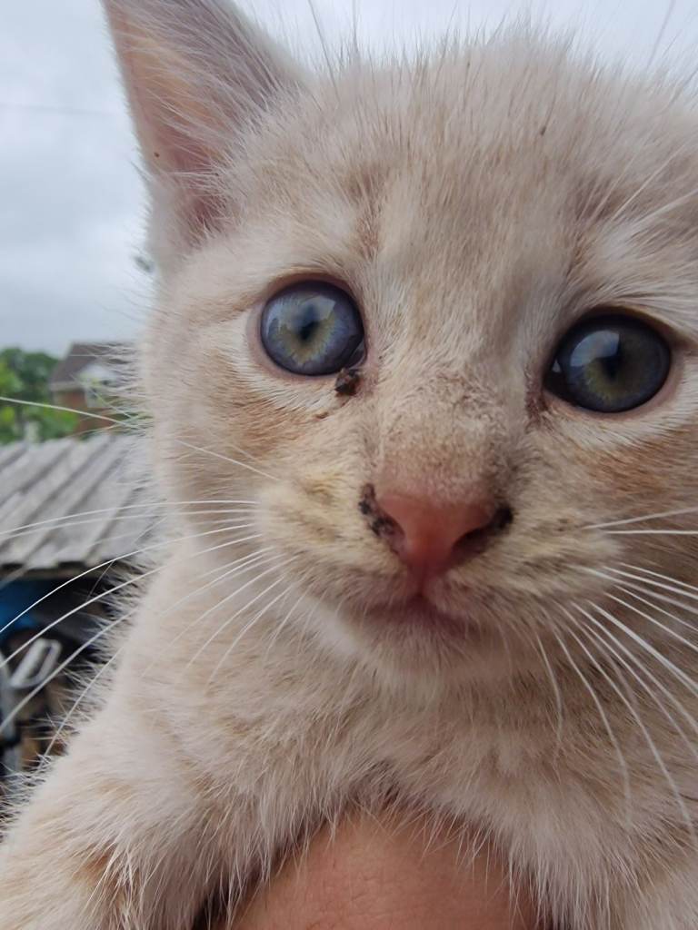 Little Kitten