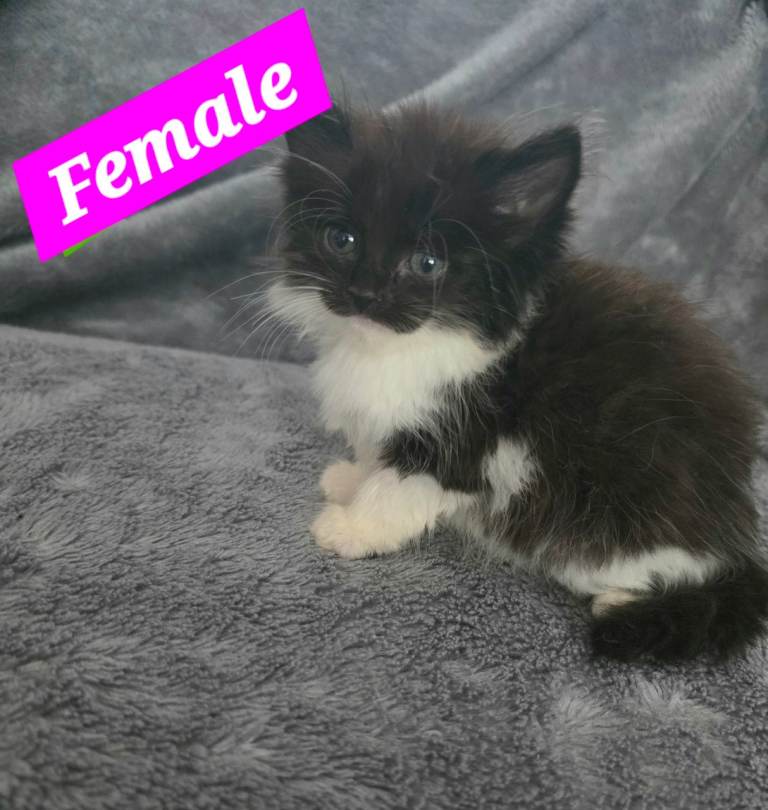 Kittens 😸 
