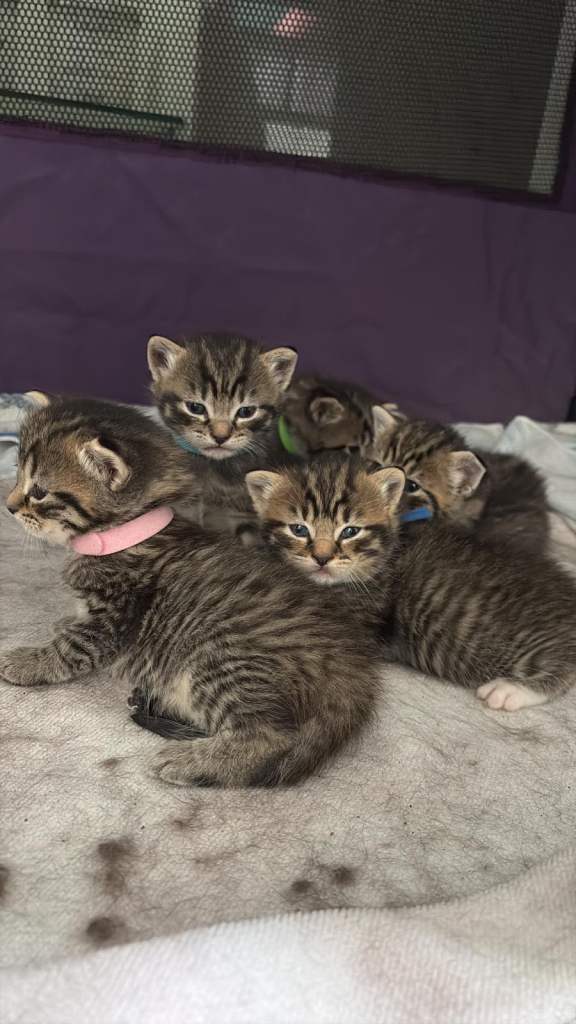 Tabby kittens with hints of greys