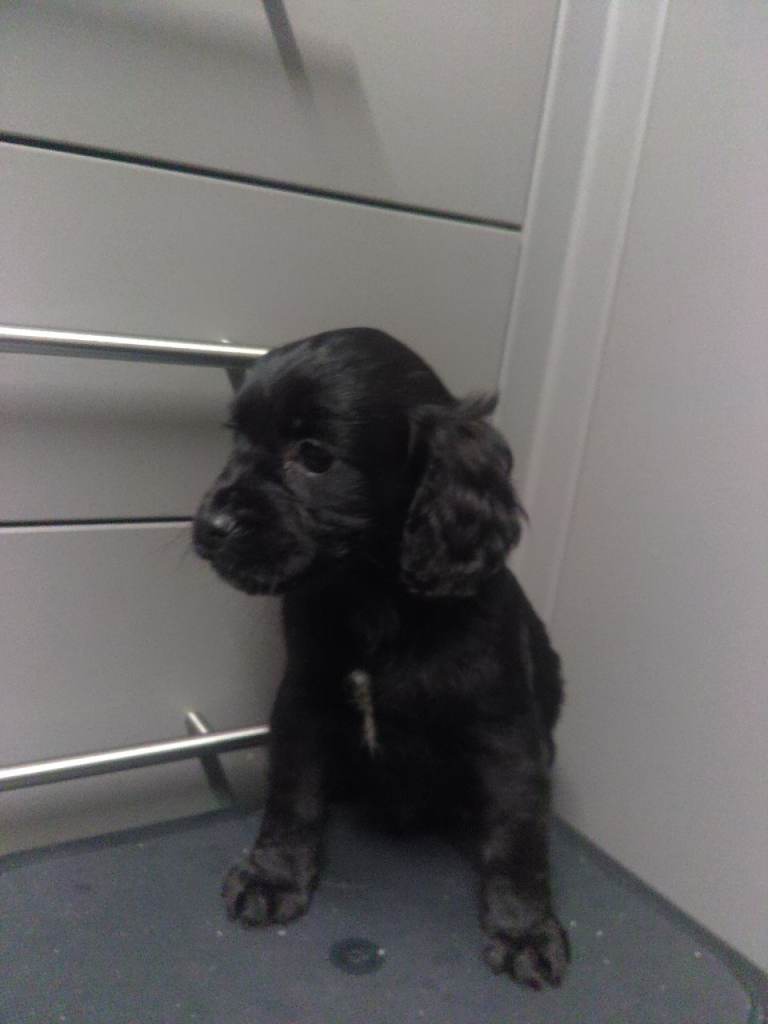 Gorgeous spaniel puppy last one left 