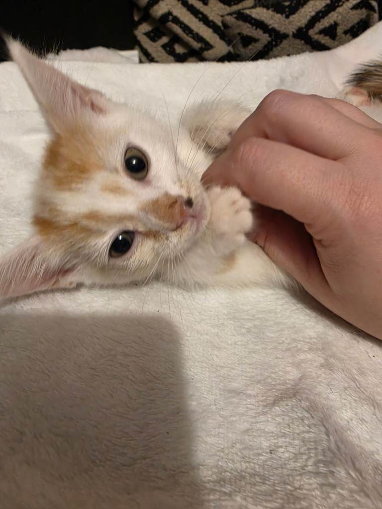7 kittens for sale 5 left
