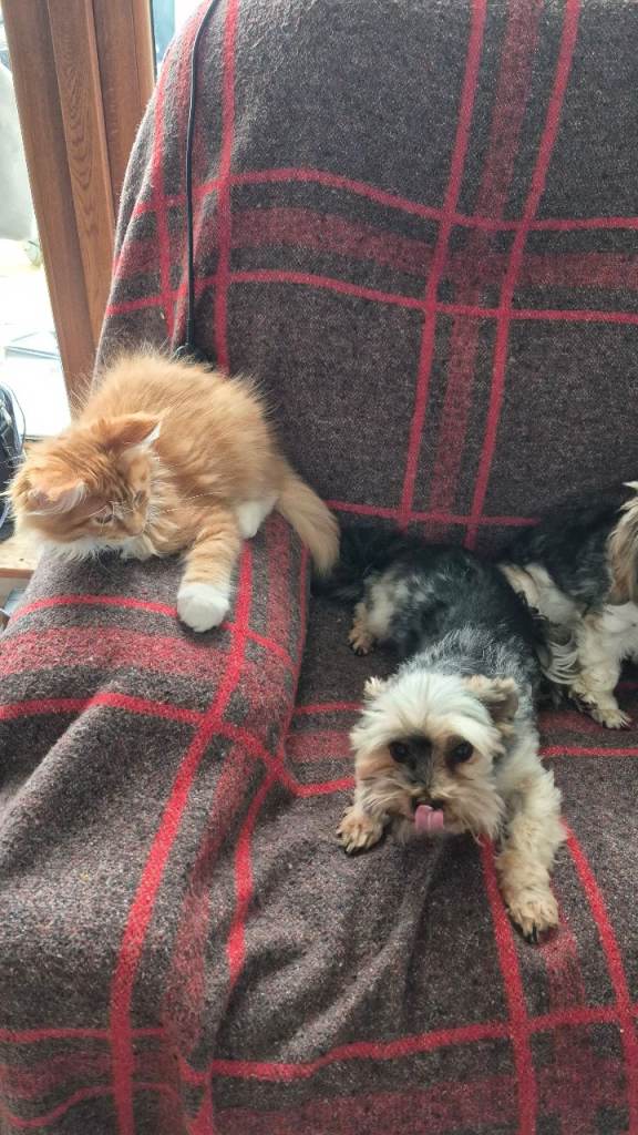 Boy Maine Coon | in Southampton, Hampshire | Gumtree