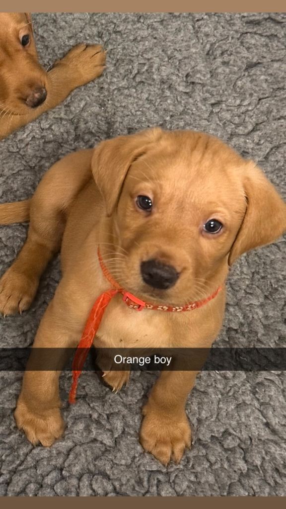 Fox Red Labradors. 3 boys ready to go now!  £900. Yellow, white and orange left!!