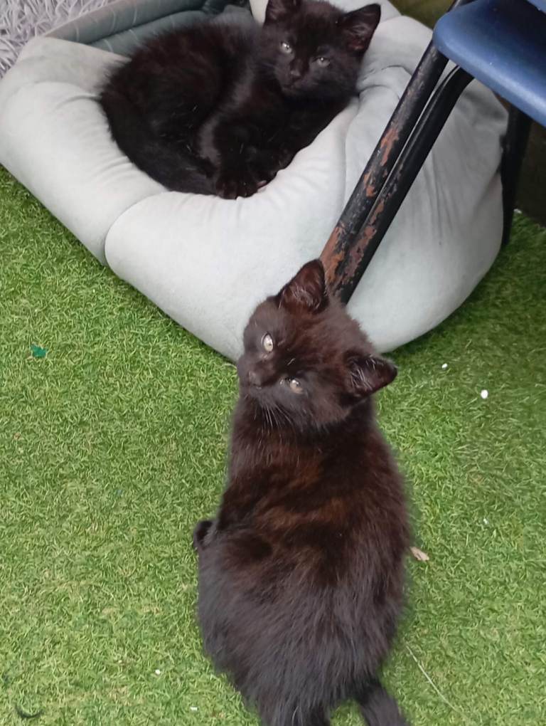 2 happy kittens 