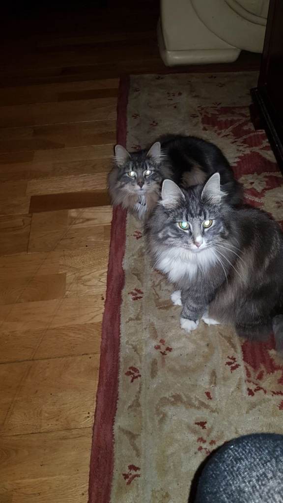 Gorgeous Blue Females 