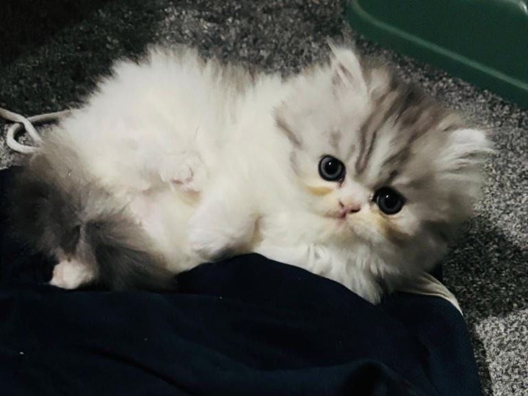 Beautiful female Persian kitten