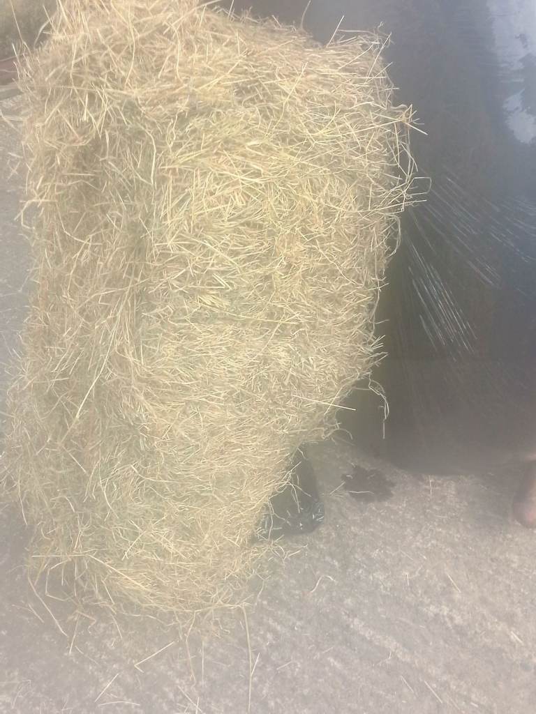 Hay and silage