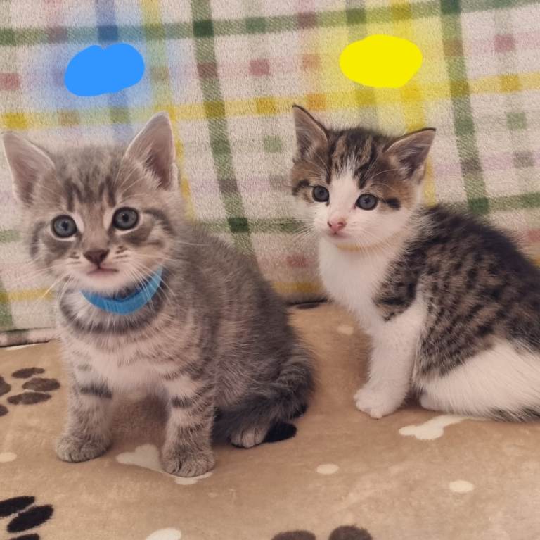 Fluffy kittens ready for new home 