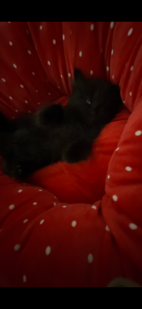 Bombay x British short hair kittens 