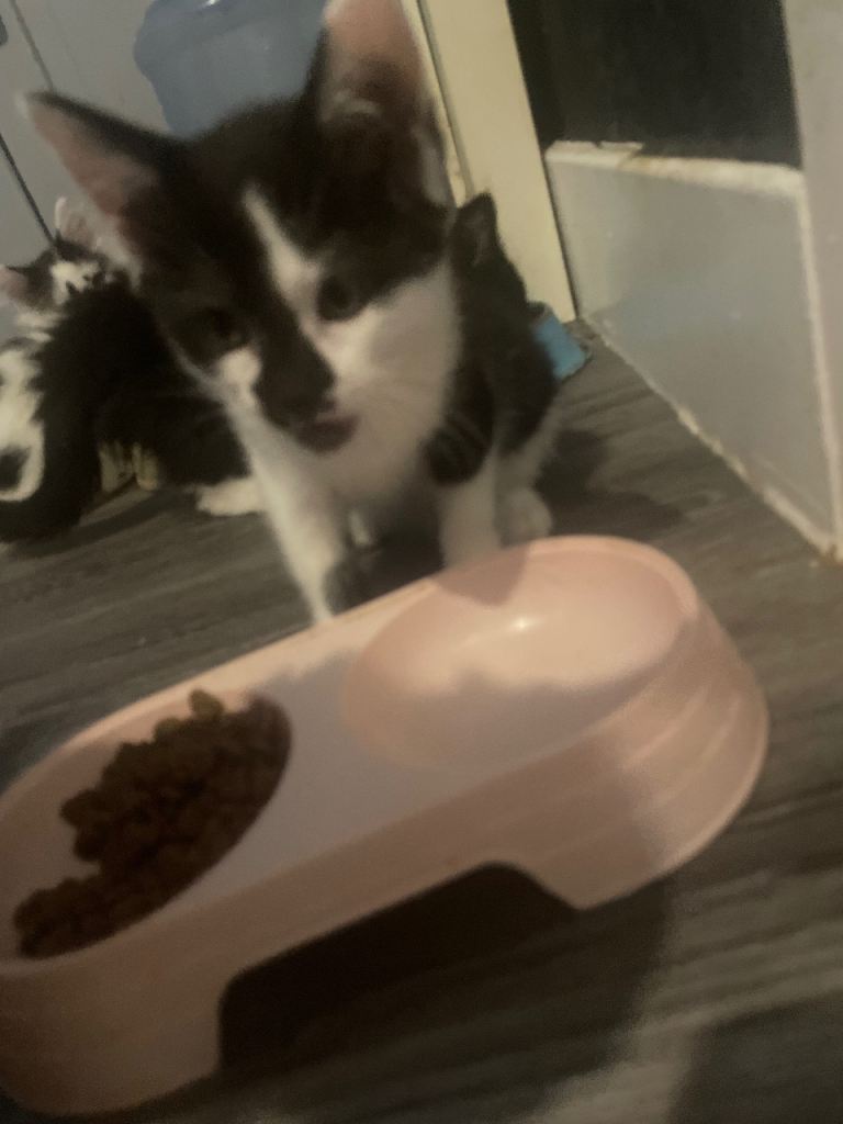 3 kittens ready to go to their forever home 